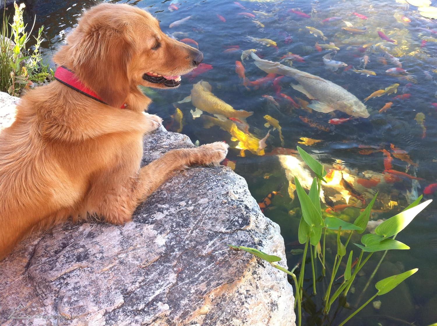 Aquascape Protect Water Treatment Koi and Fish Ponds, Formulation Effectively Reduces Fish Stress and Promotes Fish Health | 4 (16-Ounces)